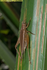 katydid